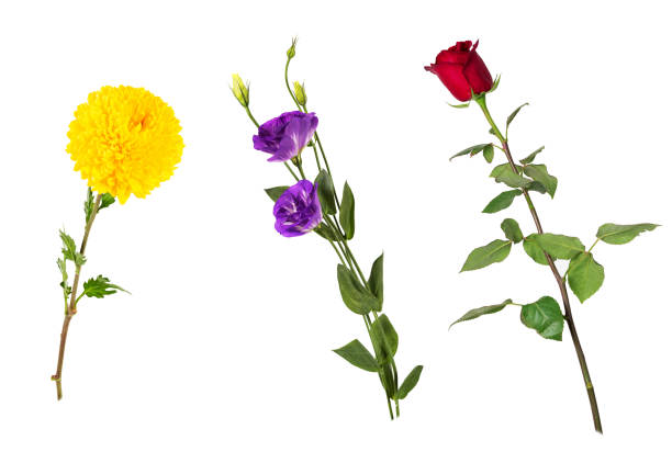 Beautiful floral set (vivid red rose, bright yellow chrysanthemum, purple eustoma on stems with green leaves). Flowers isolated on white background. Side view. stock photo