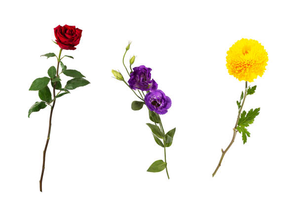 istock Beautiful floral set (vivid red rose, bright yellow chrysanthemum, purple eustoma on stems with green leaves). Flowers isolated on white background. Side view. 1143534272
