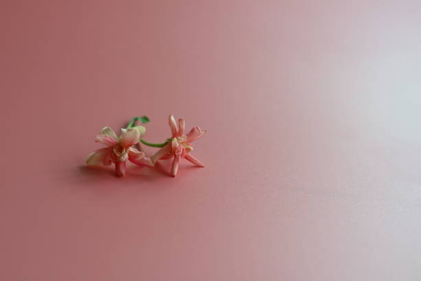 istock Beautiful Rangoon Creeper flowers on pink gradient background 1143535486