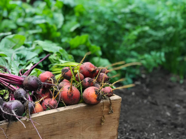 Freshly harvested bunch of beets from organic garden