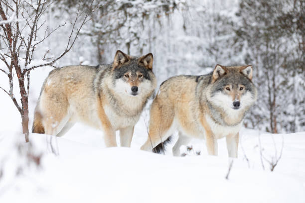 istock Two beautiful wolves in cold winter landscape 1143536822