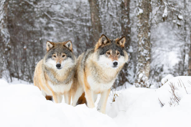 istock Two magnific wolves in wolf pack in cold winter forest 1143536842