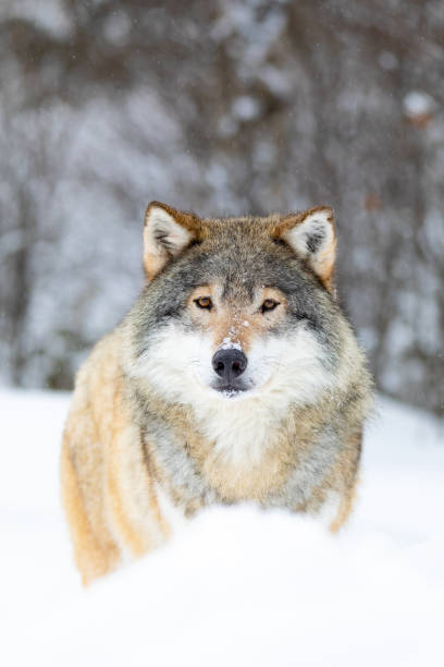 male wolf stands in the snow in beautiful winter forest - wolf norway woods winter imagens e fotografias de stock