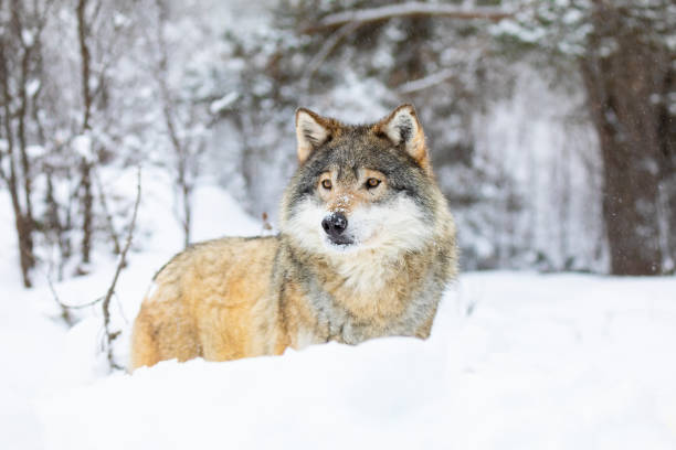 istock Beautiful wolf standing in the snow in beautiful winter forest 1143536903