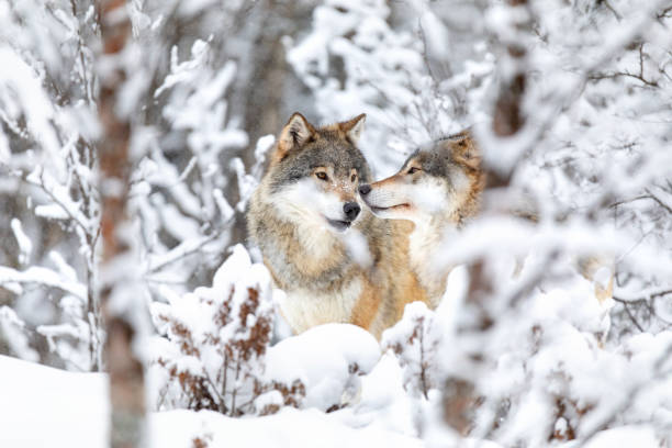 two beautiful wolves in the forest a snowy day at winter - wolf norway woods winter imagens e fotografias de stock