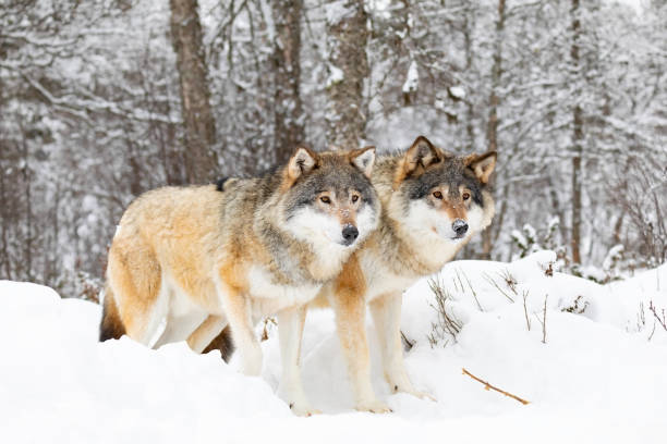 istock Two magnificent wolves in wolf pack in cold winter forest 1143537002