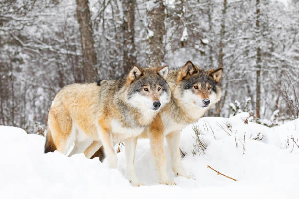 dois lobos magníficos no bloco do lobo na floresta fria do inverno - wolf norway woods winter - fotografias e filmes do acervo