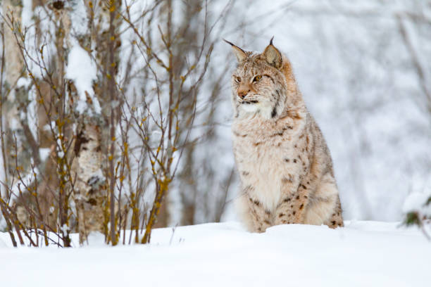 istock Beautiful cute lynx cub in the cold winter forest 1143537063