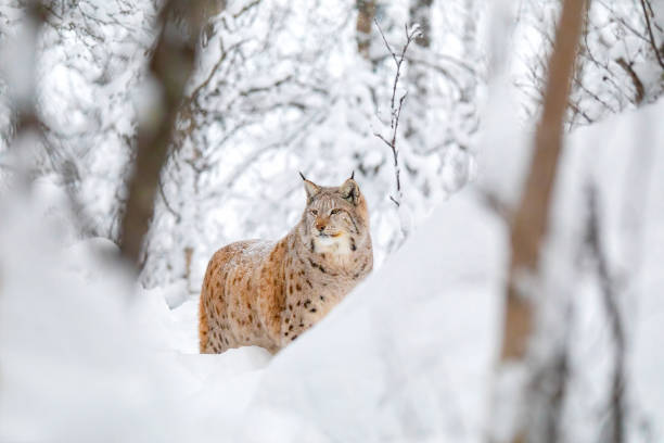 istock Large lynx cat walks in the cold and magnificent winter forest 1143537101