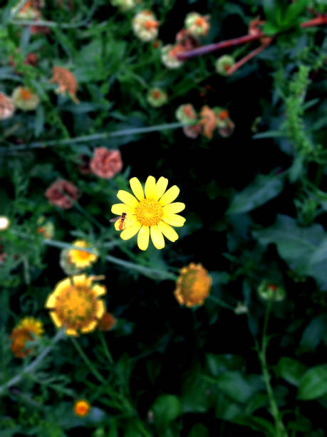 Maximilian Sunflower, Eastbourne, UK
