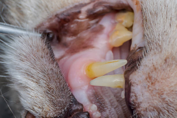 polar bear, Ursus maritimus, is a carnivorous bear native largely within the Arctic Circle encompassing the Arctic Ocean. Bone and teeth from the maxillae. Wrangel Island, Chukotka Autonomous Okrug, Russia.