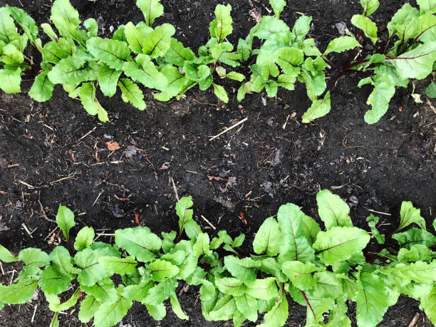 Beet seedlings growing in row in organic garden