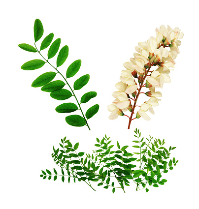 Robinia is a genus of trees, locusts, of the family Fabaceae, subfamily Faboideae, native to North America. Their leaves are deciduous and have 7 to 21 oval leaflets. The flowers of the papilionaceous type are white or pink, usually grouped in hanging clusters.