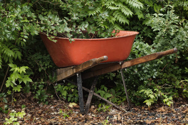 Preparation gardening in roses in the wheelbarrow