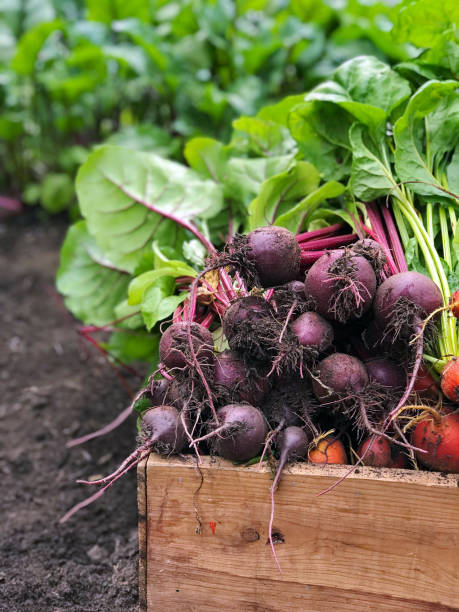 Freshly harvested bunch of beets from organic garden