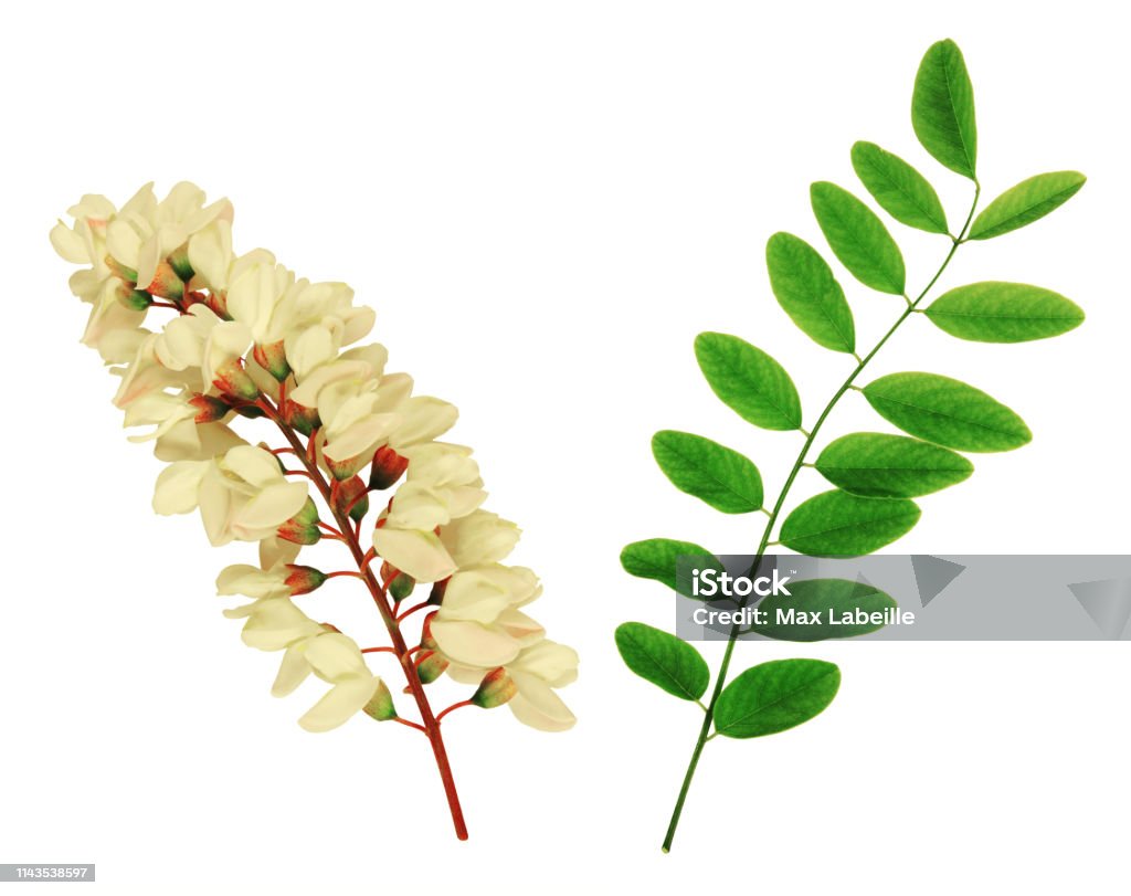 Flores Y Hojas En Doble Hilera De Acacia Fondo Blanco Foto de stock y más banco de imágenes de Robinia Pseudoacacia - iStock Flores Y Hojas En Doble Hilera De Acacia Fondo Blanco Foto de stock y más banco de imágenes de Robinia Pseudoacacia - iStock