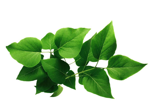 hojas verdes de lila o sira. fondo blanco. - chlorophyll fotografías e imágenes de stock