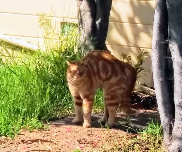 istock Tabby cat outdoor on a sunny day 1143539340
