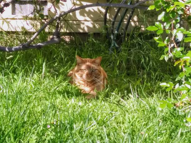 istock Tabby cat outdoor on a sunny day 1143539343