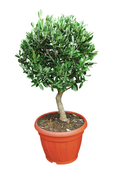 The dwarf Olivier carved in a pot. White background. Mythical symbol of the Mediterranean, the olive tree adapts to -10 ° C. Driven in bonsai, the size realized in summer produces a very decorative plant by its port, its foliage and its fruits. olive tree cut out stock pictures, royalty-free photos & images