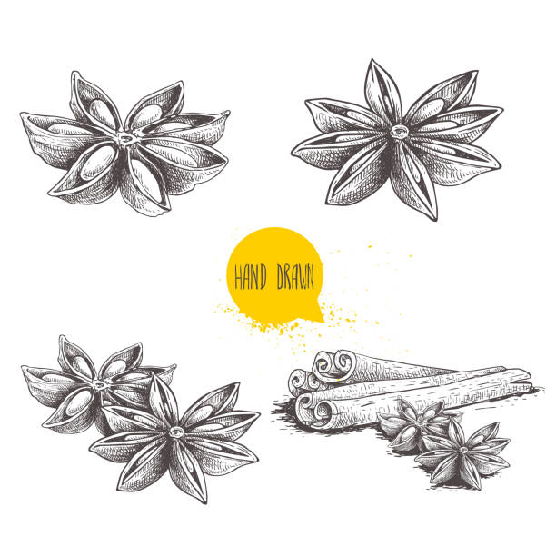 Anise star sketches set. Single, batch and composition with cinnamon sticks. Herbs and condiment retro style hand drawn collection. Vector illustrations isolated on white background. Anise star sketches set. Single, batch and composition with cinnamon sticks. Herbs and condiment retro style hand drawn collection. Vector illustrations isolated on white background. EPS10 + JPEG preview. anise stock illustrations