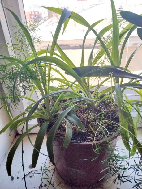 istock plants with green leaves in the office 1143540647