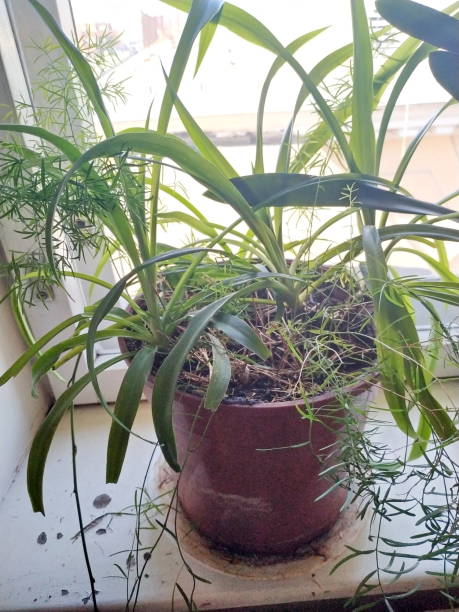 istock plants with green leaves in the office 1143540734
