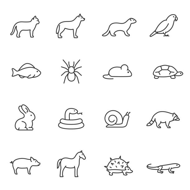 애완 동물, 아이콘 세트입니다. 홈 동물, 선형 아이콘입니다. 편집 가능한 스트로크 - raccoon dog stock illustrations