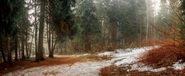 istock Misty landscape with forest at early morning 1143541187