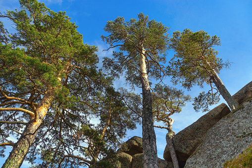 View from below on tall pine trees against a blue sky on top of a mountain in Burabay National Nature Park.  Kazakhstan, May 2018.