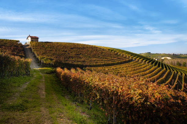 Autumn walk after harvest in the hiking paths between the rows and vineyards of nebbiolo grape, in the Barolo Langhe hills stock photo
