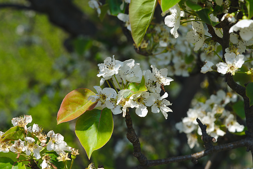 apple blossom branch in spring