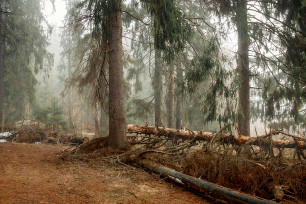 istock Misty landscape with forest at early morning 1143544916