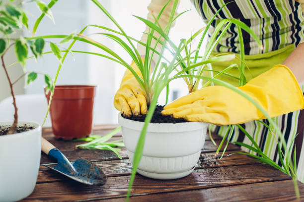 Woman transplanting plant into another pot on kitchen. Housewife taking care of home plants and flowers Woman transplanting plant into another pot on kitchen. Housewife taking care of home plants and flowers. Gardening spider plant photos stock pictures, royalty-free photos & images