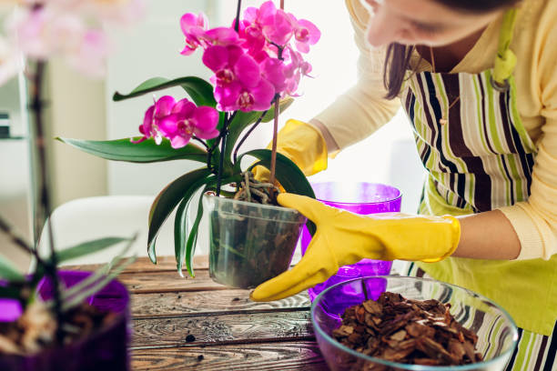mulher que transplantam a orquídea em um outro potenciômetro na cozinha. dona de casa que toma de plantas e de flores home - flower pot gardening glove glove protective glove - fotografias e filmes do acervo