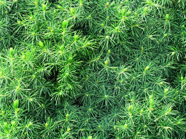 green needels juniperus closeup, natural phototexture, a favorite garden conifer green needels juniperus closeup, natural phototexture, a favorite garden conifer, photo background needels stock pictures, royalty-free photos & images