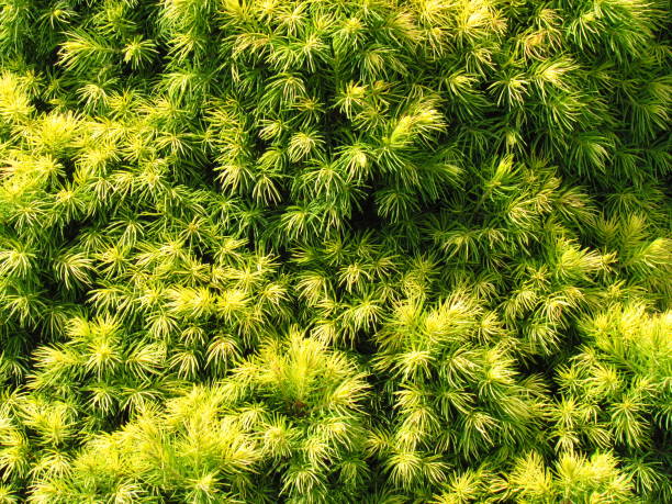 Juniper yellow needels closeup, natural phototexture, a favorite garden conifer Juniper yellow needels closeup, natural phototexture, a favorite garden conifer, photo background. Juniperus yellow cultivar needels stock pictures, royalty-free photos & images