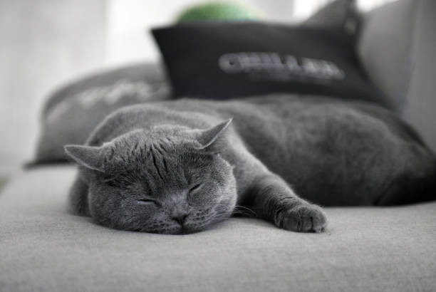 Scottish straight cat sleeping stock photo