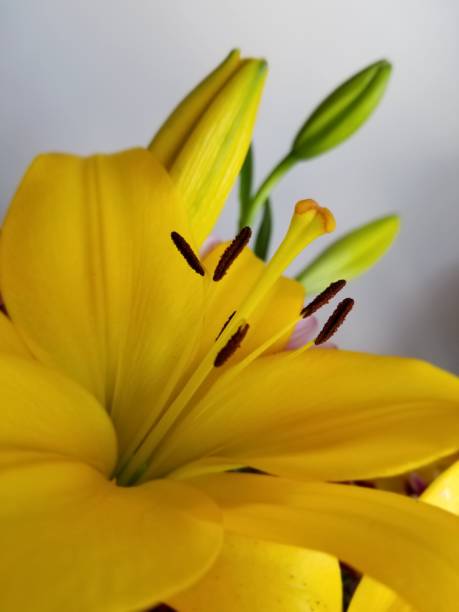istock Golden beauty 1143549389