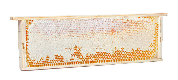 istock Sweet honeycomb isolated on white 1143549538