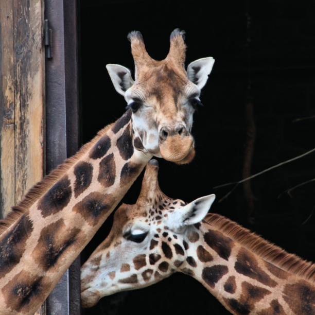 istock A picture of 2 Giraffes 1143552327