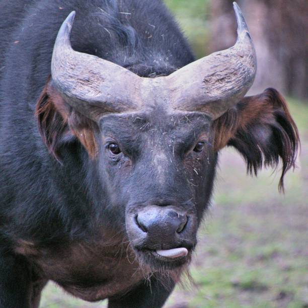 istock A picture of a Buffalo 1143552332