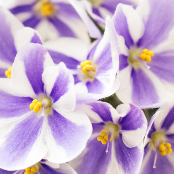 istock Violet flower with striped petals on white background. 1143554487