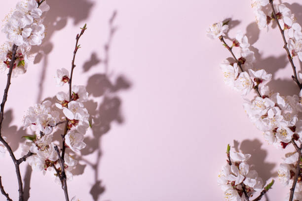 istock Beautiful fresh cherry blossom branch on pink background. Creative design, space for text 1143554752