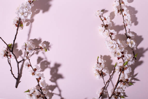 istock Beautiful fresh cherry blossom branch on pink background. Creative design, space for text 1143554753