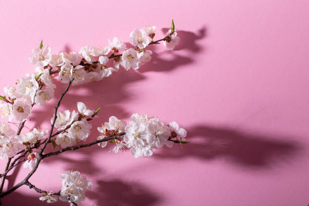 istock Beautiful fresh cherry blossom branch on pink background. Creative design, space for text 1143554777