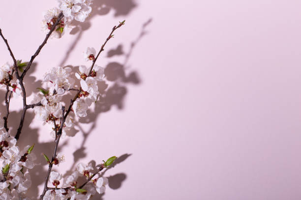 istock Beautiful fresh cherry blossom branch on pink background. Creative design, space for text 1143554785