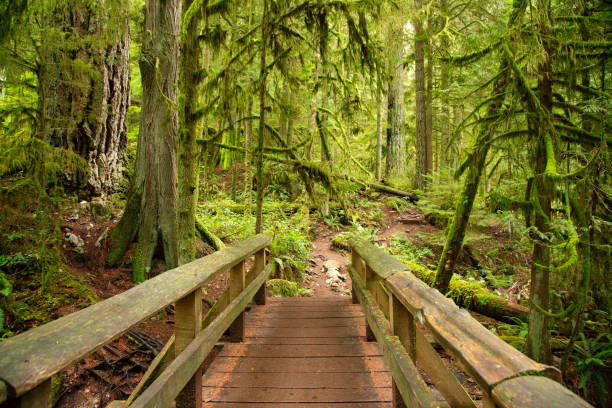 istock Bridge along rainforest hiking trail, Whyte Lake, British Columbia 1143555328
