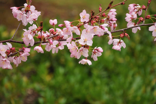 istock twig of a flowering cherry tree 1143555359