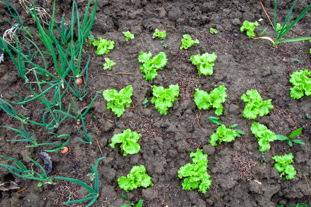 Green onions and lettuce growing in the garden
